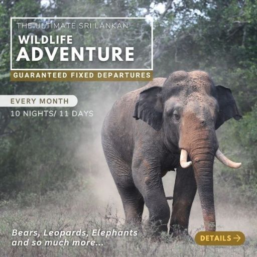 Wildlife adventure fixed departure packages