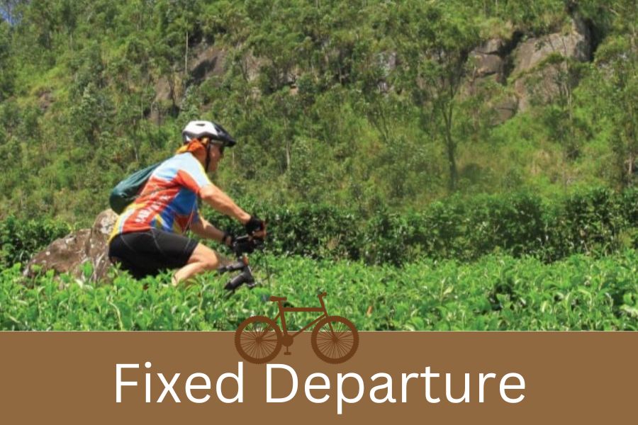 A man cycling in tea plantation 