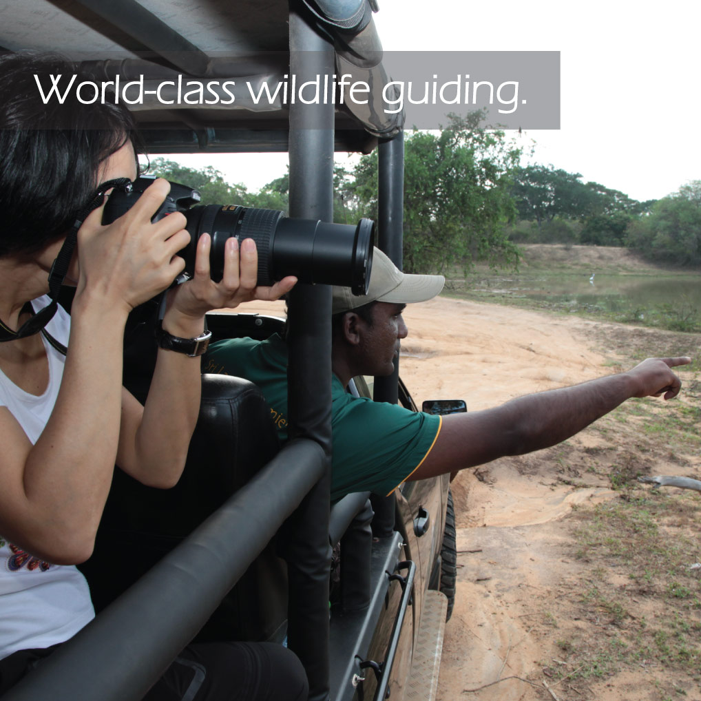 Capturing images while their safari 