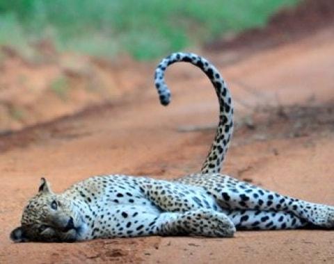 Leopards sighting in Sri Lanka 