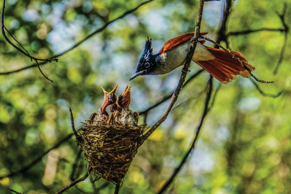 A colorful bird feeds its three hungry chicks in a nest, surrounded by lush greenery.