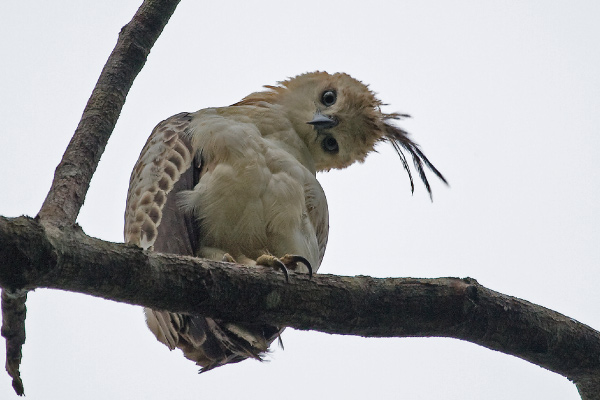 A curious hawk with unkempt feathers tilts its head while perched on a branch against a gray sky.