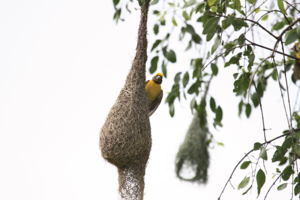 A bright yellow bird peeks out from a large, intricately woven nest hanging from a tree branch.