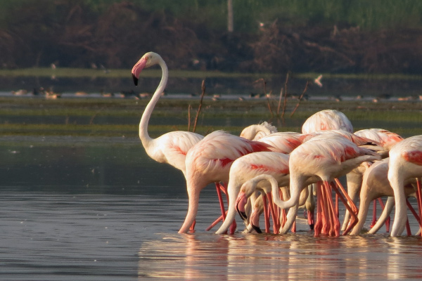 A group of pink and white flamingos wade through shallow water
