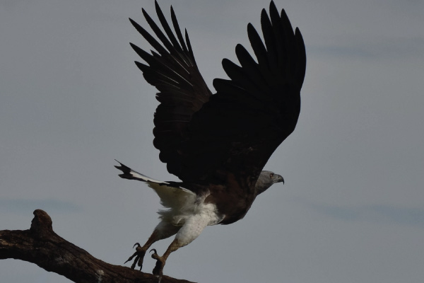 An eagle takes flight from a branch