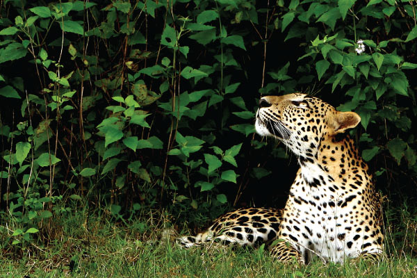 A leopard lies gracefully in tall grass