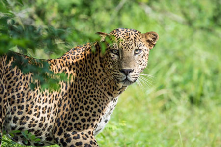 Leopard sighting at Yala national park in Sri lanka 