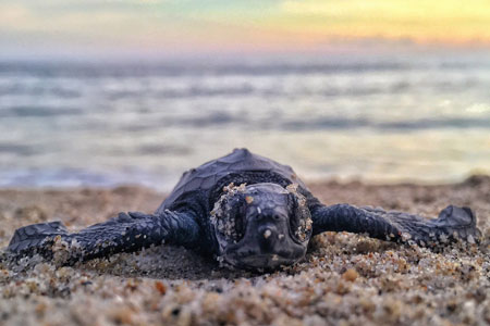 Turtle sighting at tangalle beaches in Sri Lanka 