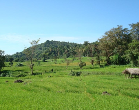 Plantations in Sri Lanka