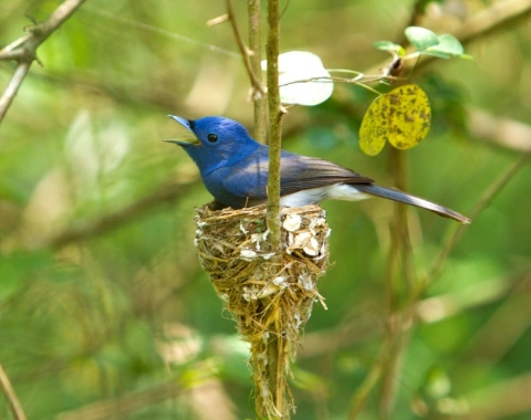 Bird sighting in Sri Lanka 