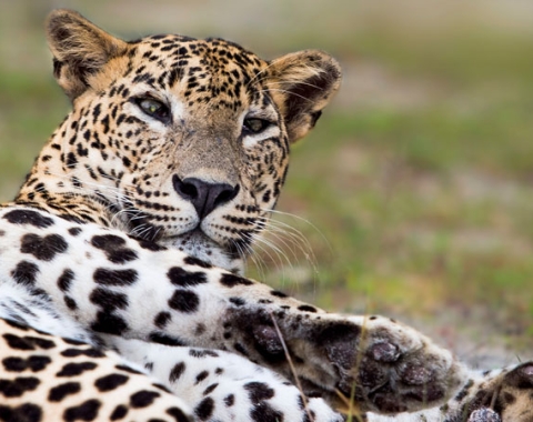 Leopard sighting in Sri Lanka 
