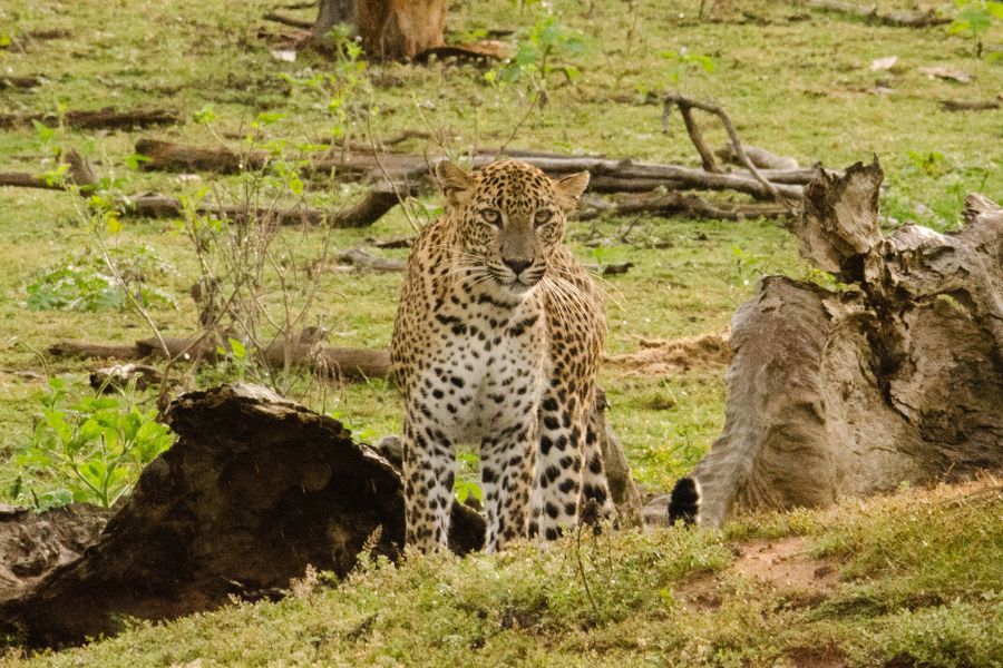 Leopard sighting in Sri Lanka 