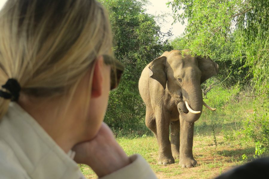 Elephant Safari experience in Sri Lanka 