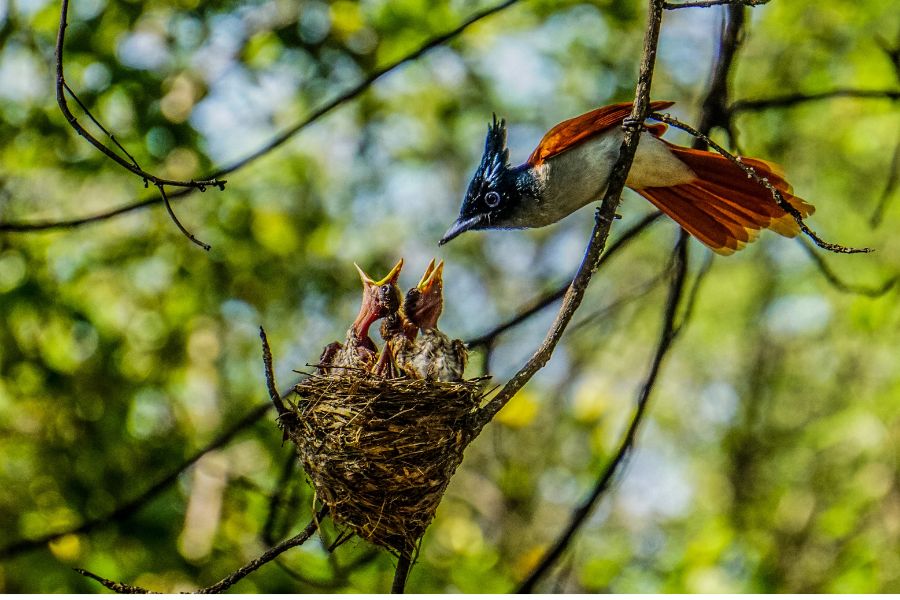 Bird sighting in Sri Lanka 
