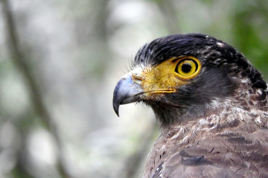 A bird sighting in Sri Lanka 