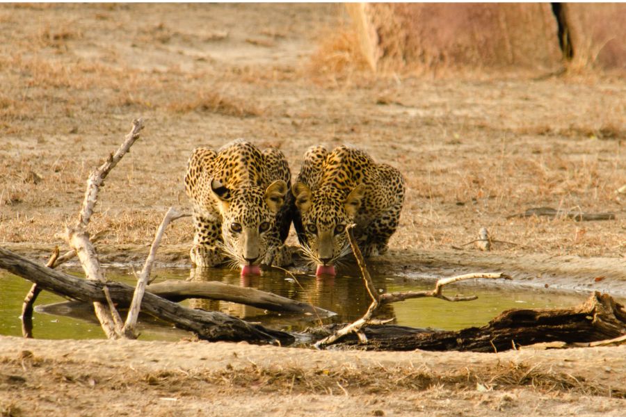 Two leopards drinking water at Yala national park in Sri lanka 
