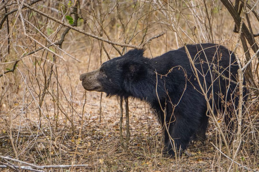 Sloth bear sighting at Wilpattu national park in Sri Lanka 