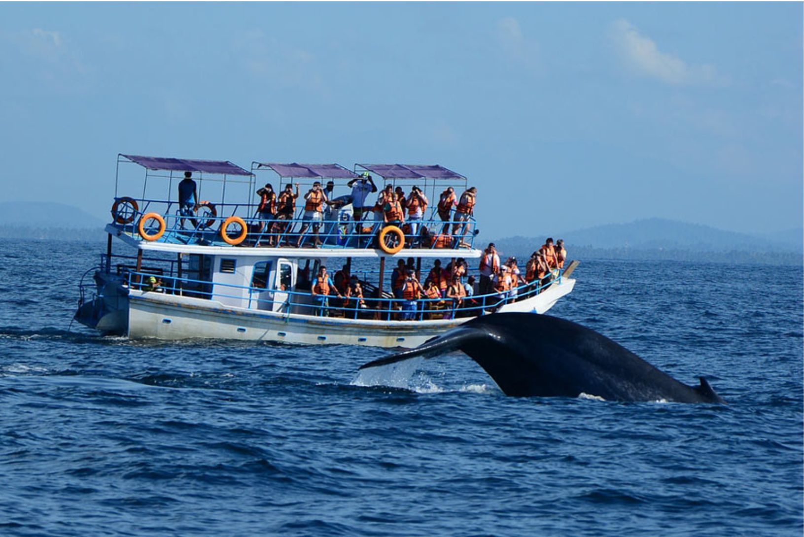 Dolphin and whale watching at Mirissa in Sri Lanka 