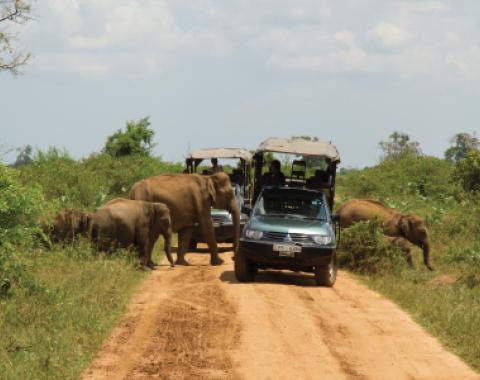 Elephants Safari experience in Sri Lanka 