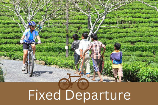 A tourist is cycling in tea plantation